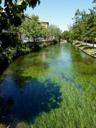 canal algues